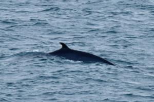 minke whale