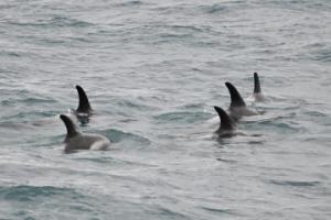 white-beaked dolphins
