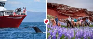 horse riding combo tour with whale watching