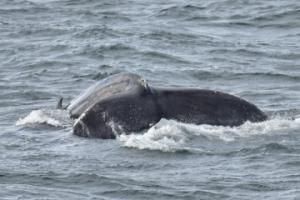 humpback whale fluke