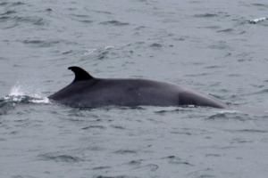minke whale