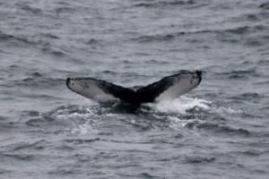 humpback whale