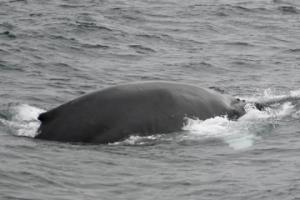 humpback whale