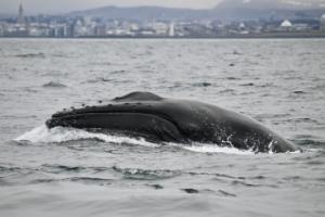 humpback whale