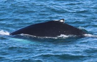 humpback whale dorsal fin