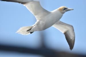 northern gannet in flight