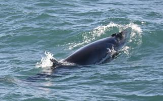 minke whale dorsal fin and head