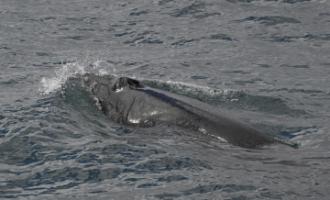 minke whale snout