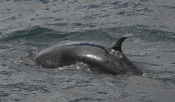 minke whale