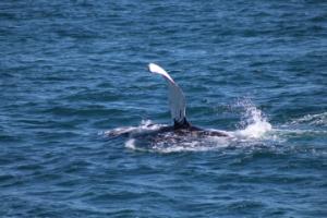 humpback whale rolling