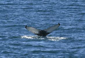 humpback whale fluke