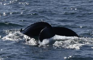 humpback whale fluke going for a dive