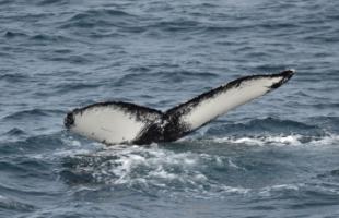 humpback whale fluke