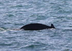 humpback whale dorsal fin
