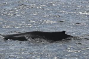 humpback whale