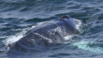 humpback whale close up