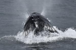 humpback whale lunge feeding