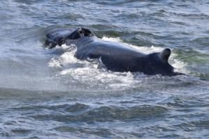 hmpback whale showing the dorsal fin and the nostrils