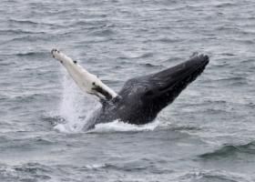 breaching humpback whale