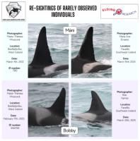 infograph of orca sightings