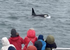 passengers on a boat look at a male orca