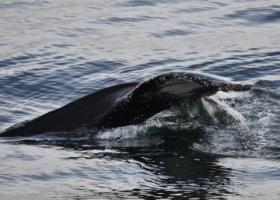 humpback whale fluke