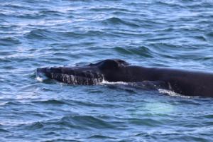 humpback whale