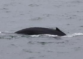 humpback whale