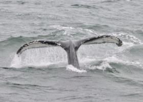 humpback whale fluke
