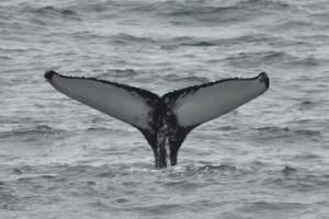 humpback whale fluke