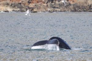 humpback whale close to land