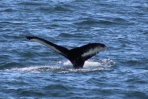 humpback whale fluke