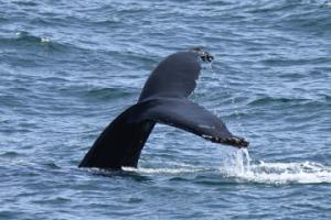 humpback whale fluke