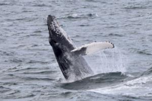 humpback whale breaching