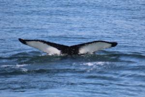 humpback whale fluke