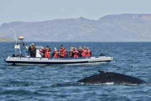 humpback whale near rib boat