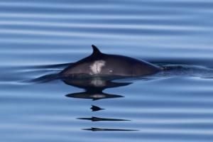 minke whale dorsal fin