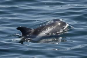 white-beaked dolphins