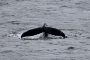 humpback whale fluke