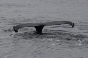 humpback whale fluke