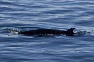 minke whale dorsal fin
