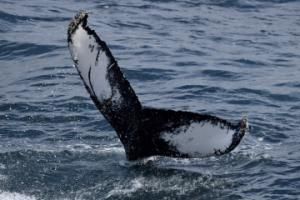 humpback whale fluke