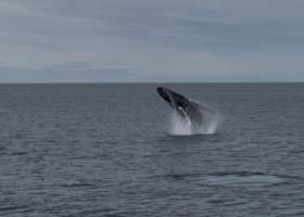 breaching humpback whale