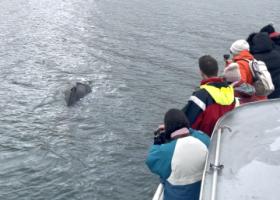 passengers on a boat tour look at humpback whale