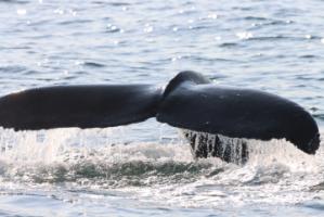 humpback whale fluke