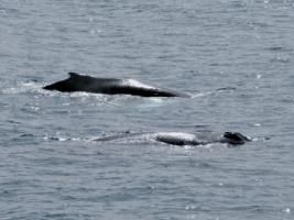 two humpback whales swimming together