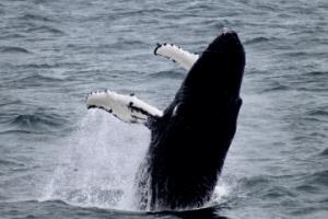 humpback whale breaching