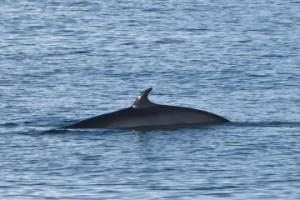 minke whale dorsale fin