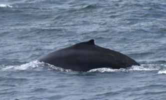 humpback whale