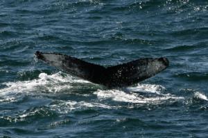 humpback whale fluke